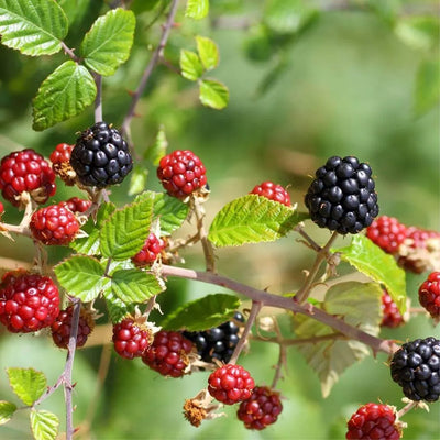 Elmleaf Blackberry
