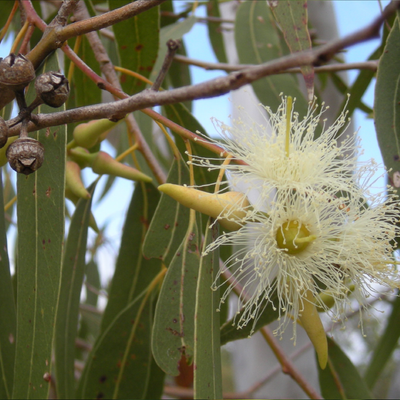 Eucalyptus