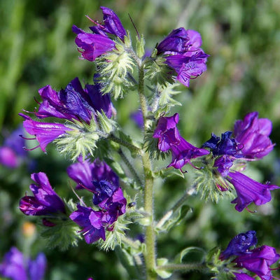 Purple Viper's Bugloss