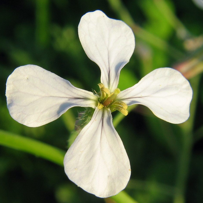 Wild Radish