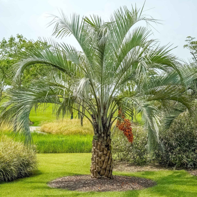 Pindo Palm