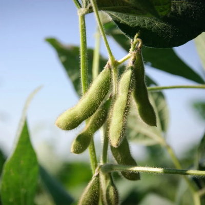 Soybean